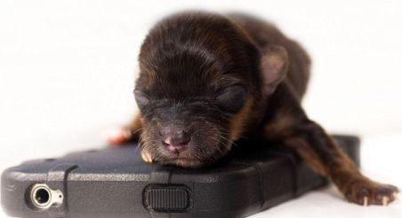 Te vei îndrăgosti de el. Faceţi cunoştinţă cu Mini, un Yorkshire terrier incredibil de mic 165487