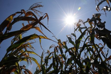 Guvernul a alocat 42,8 milioane de euro pentru 600.000 de fermieri afectaţi de secetă