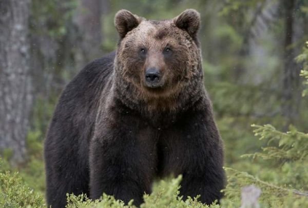 Primul urs din România monitorizat prin satelit de către WWF a fost braconat în Maramureş
