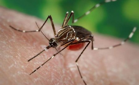 Ţânţarii injectează frica în greci. Febra letală dengue revine după 80 de ani în Grecia