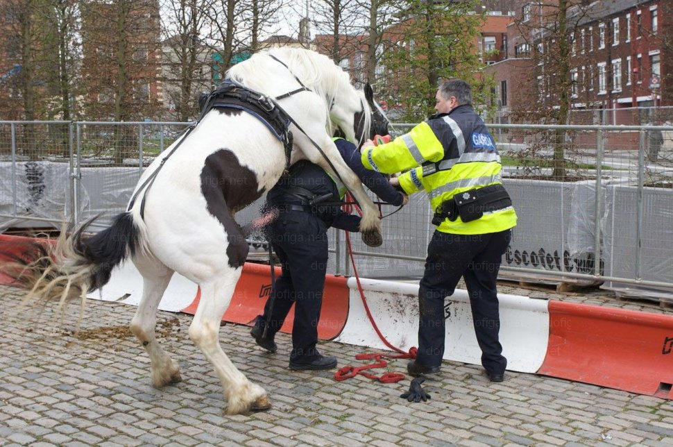 Cel mai PENIBIL moment pentru un poliţist. De-atâtea ori a călărit el calul, acum animalul a-ntors roata