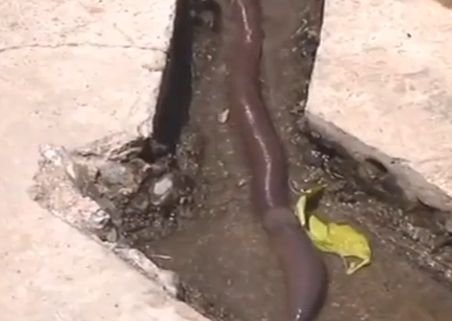 O râmă cât un şarpe, descoperită sub pământul din China