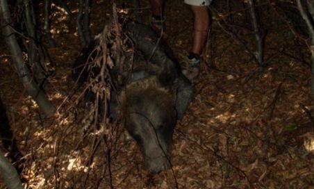 Uciderea primului urs din România monitorizat prin satelit, încadrată la braconaj. Administratorul fondului de vânătoare a uitat să anunţe poliţia