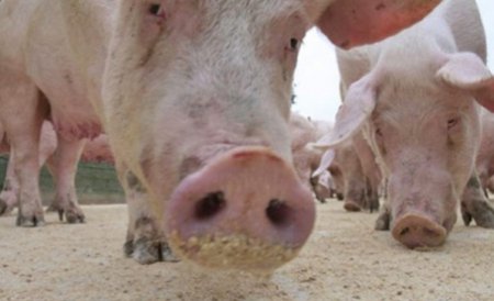 Se întoarce pandemia? Un nou virus mortal al gripei porcine ameninţă omenirea