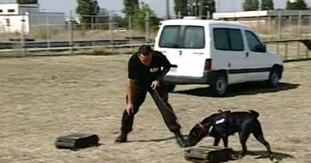 Câinii, vânători de droguri după 14 săptămâni de antrenamente