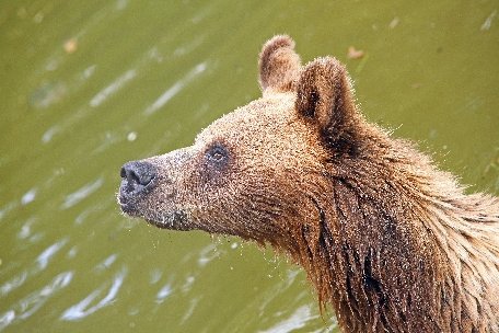 Update: Ursul care a atacat trei persoane în judeţul Dâmboviţa a fost omorât