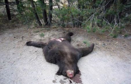 Se instituie carantină în zona în care ursul turbat a ucis o persoană şi a rănit alte două
