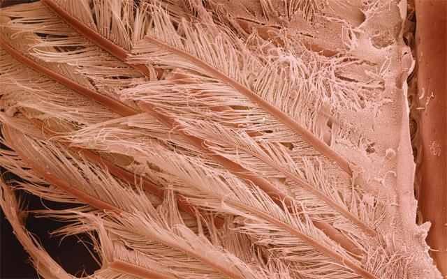 Când mâncarea se transformă în artă. Cum poţi să-ţi decorezi pereţii cu tort de ciocolată sau ţelină 168391