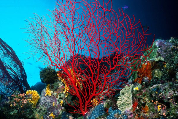Avertismentul care priveşte întreaga lume. Două treimi dintre coralii de pe întregul Glob ar putea dispărea până la sfârşitul secolului
