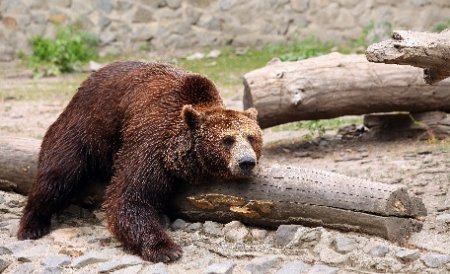 Şeful Poliţiei Dâmboviţa: Bărbatul ucis de urs atacase animalul cu o cange