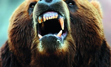 Un urs agresiv pentru care există permisiunea de a fi împuşcat umblă liber prin pădurile din Prahova