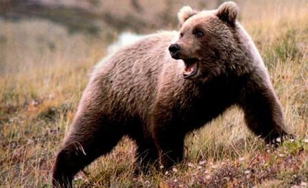 Starea de alertă continuă. Zeci de vânători, jandarmi şi poliţişti răscolesc pădurile din Dâmboviţa în căutarea ursului