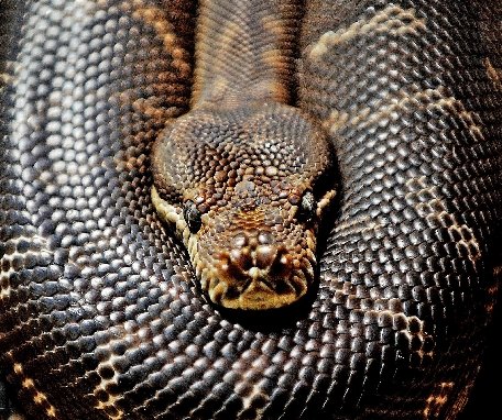 Cel mai mare şarpe din captivitate este un piton reticular. Vezi aici dimensiunile reptilei