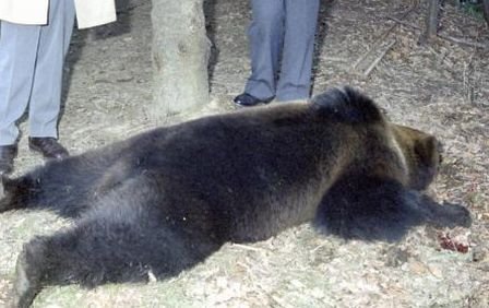 Dovada că bărbatul atacat de urs în Dâmboviţa era BRACONIER. Ce au găsit autorităţile în casa lui