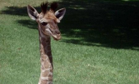 Evadare cu final dramatic! Ce a păţit o girafă scăpată de la un circ italian 