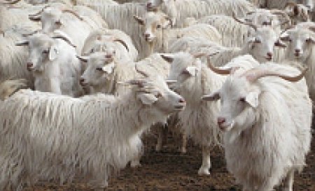 27 de familii din Cluj au primit în dar câte cinci capre de la o fundaţie 