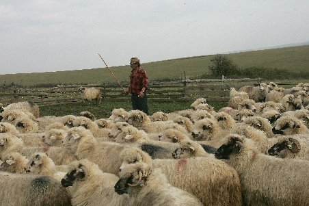 Doi ciobani români, împuşcaţi în nordul Italiei. Patru agresori le-au furat 600 de oi