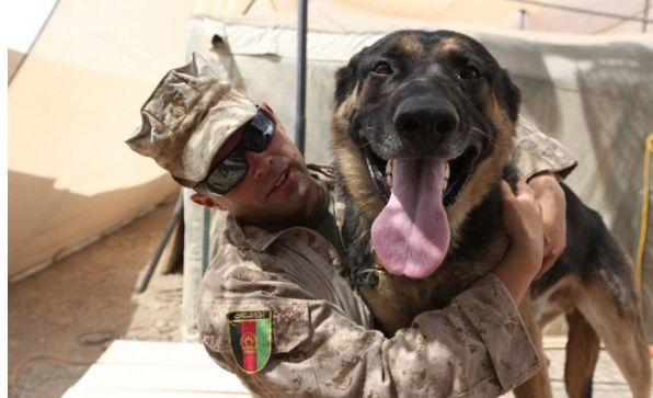 Sunt devotaţi şi sunt mereu pregătiţi să ajute necondiţionat. Eroii pe patru picioare ai Armatei Americane 169926