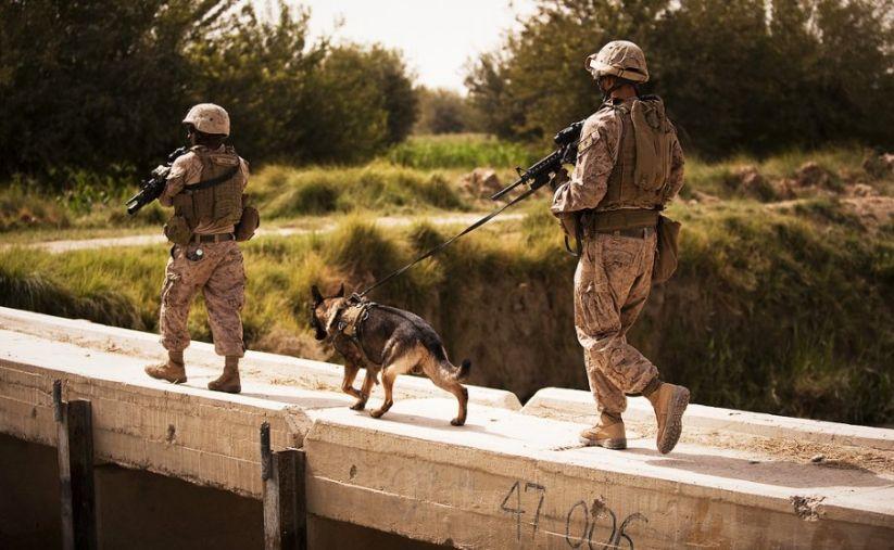 Sunt devotaţi şi sunt mereu pregătiţi să ajute necondiţionat. Eroii pe patru picioare ai Armatei Americane 169928