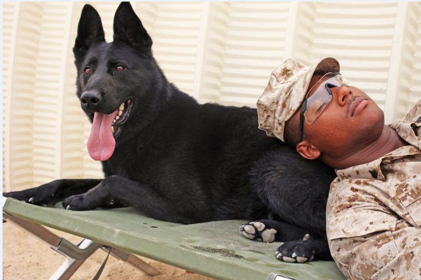 Sunt devotaţi şi sunt mereu pregătiţi să ajute necondiţionat. Eroii pe patru picioare ai Armatei Americane 169930