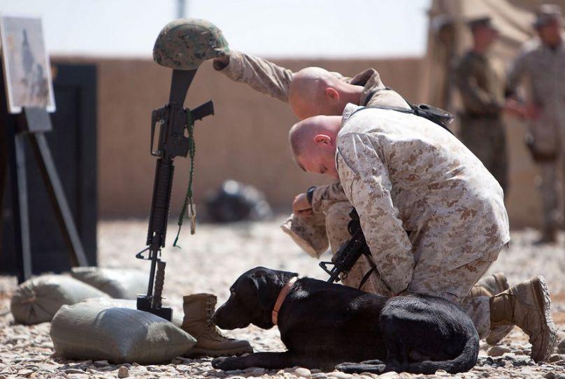 Sunt devotaţi şi sunt mereu pregătiţi să ajute necondiţionat. Eroii pe patru picioare ai Armatei Americane 169932