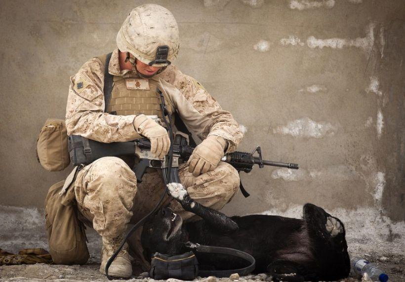 Sunt devotaţi şi sunt mereu pregătiţi să ajute necondiţionat. Eroii pe patru picioare ai Armatei Americane 169933