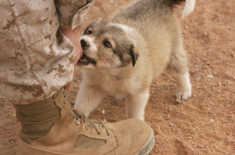 Sunt devotaţi şi sunt mereu pregătiţi să ajute necondiţionat. Eroii pe patru picioare ai Armatei Americane 169934