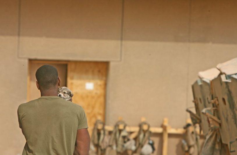 Sunt devotaţi şi sunt mereu pregătiţi să ajute necondiţionat. Eroii pe patru picioare ai Armatei Americane 169935