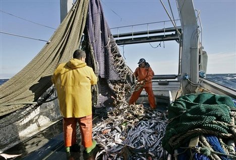 Industria piscicolă este în pericol. Peştii sunt tot mai mici şi tot mai puţini