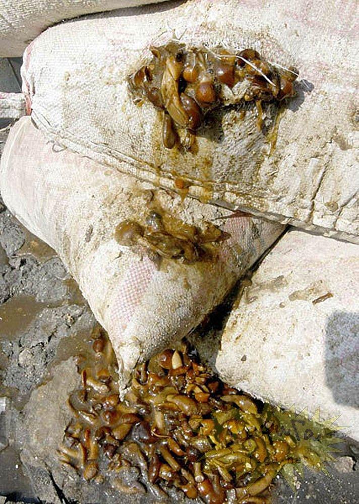 Cum îşi bat joc chinezii de milioane de oameni. Unde se fabrică cel mai vândut produs al lor: &quot;Seamănă cu un WC public de la noi&quot; 170908