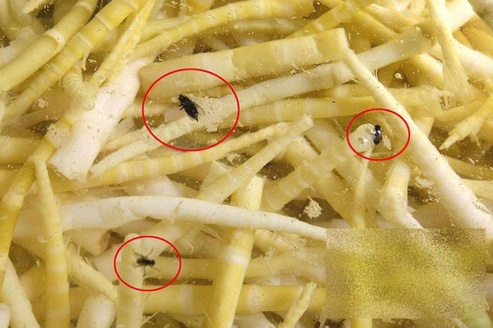 Cum îşi bat joc chinezii de milioane de oameni. Unde se fabrică cel mai vândut produs al lor: &quot;Seamănă cu un WC public de la noi&quot; 170912