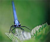 Natura e cel mai bun artist. Iată dovada! 171017