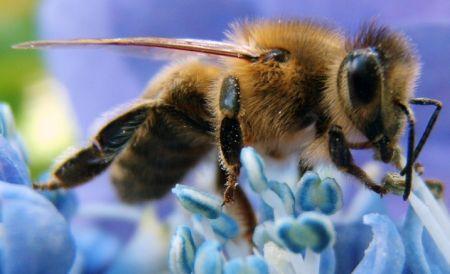Apicultorii au fost uimiţi de acest fenomen. Albinele au produs MIERE ALBASTRĂ 171073