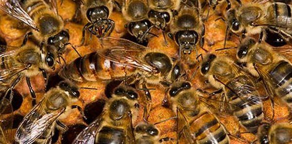 Apicultorii au fost uimiţi de acest fenomen. Albinele au produs MIERE ALBASTRĂ 171075