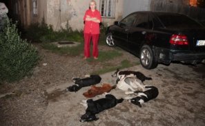 Peisaj de groază într-un cartier din Suceava. Cadavrele a zeci de câini otrăviţi, găsite în plină stradă