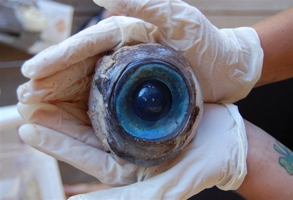 MISTERUL ochiului imens găsit pe plajă a fost rezolvat, spun cercetătorii