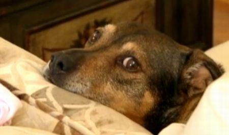 O întâmplare care îţi încălzeşte inima. Încă o dovadă că cel mai bun prieten al omului este căţelul 172961