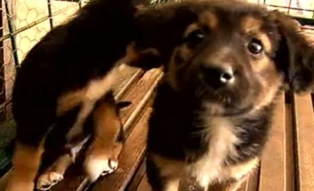 Dogtown a deschis porţile pentru public. Mai mulţi câini din adăpost şi-au găsit stăpâni