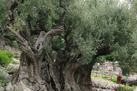 Studiu: Măslinii din Grădina Ghetsimani, printre cei mai vechi copaci din lume