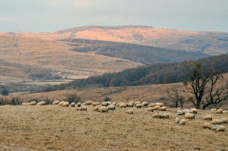 Un cioban este căutat de poliţie, după ce a dispărut cu oile pe care trebuia să le păzească