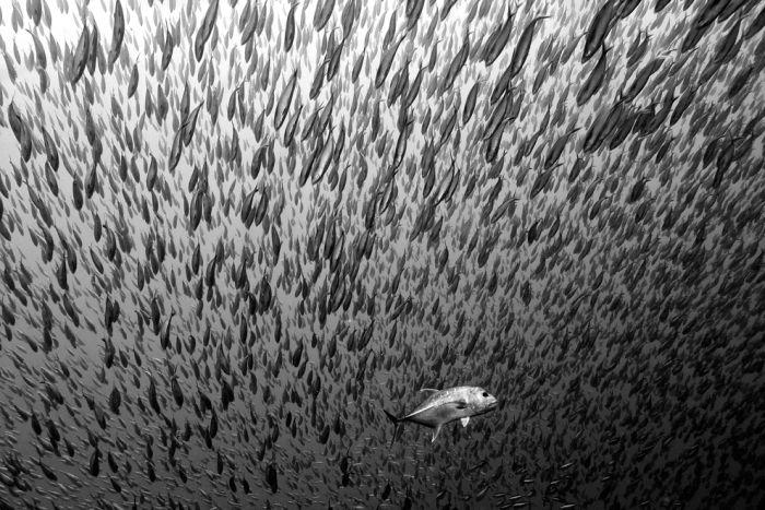 Concursul în care nu există pierzători. Cele mai frumoase fotografii marca National Geographic 173787