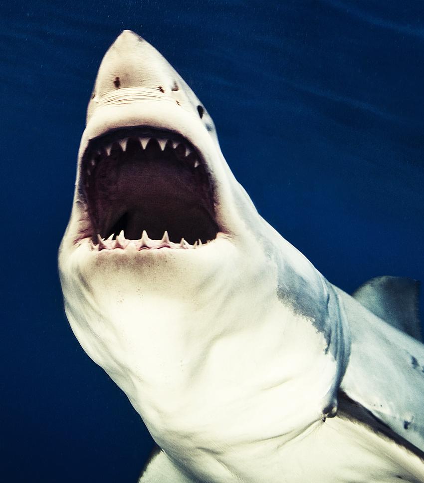 Omul care reuşeşte imposibilul. Este &quot;prieten&quot; de-o viaţă cu cei mai fioroşi locuitori ai oceanelor 173833