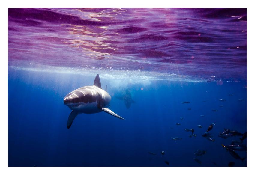 Omul care reuşeşte imposibilul. Este &quot;prieten&quot; de-o viaţă cu cei mai fioroşi locuitori ai oceanelor 173834