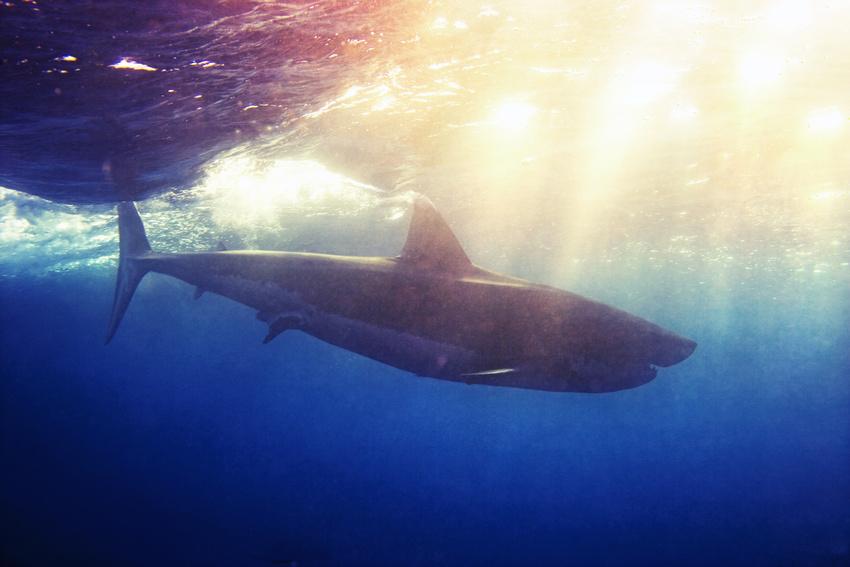 Omul care reuşeşte imposibilul. Este &quot;prieten&quot; de-o viaţă cu cei mai fioroşi locuitori ai oceanelor 173835