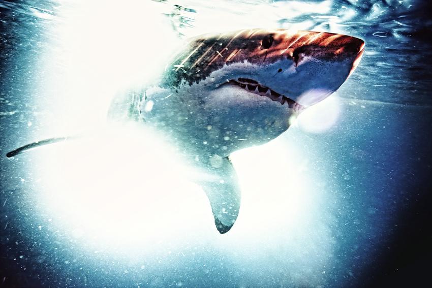 Omul care reuşeşte imposibilul. Este &quot;prieten&quot; de-o viaţă cu cei mai fioroşi locuitori ai oceanelor 173836