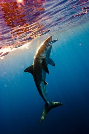 Omul care reuşeşte imposibilul. Este &quot;prieten&quot; de-o viaţă cu cei mai fioroşi locuitori ai oceanelor 173837