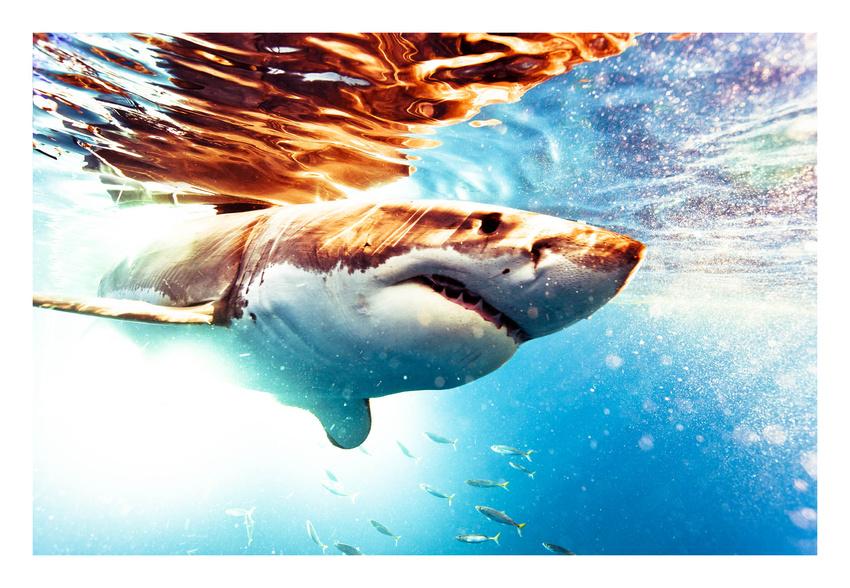 Omul care reuşeşte imposibilul. Este &quot;prieten&quot; de-o viaţă cu cei mai fioroşi locuitori ai oceanelor 173838