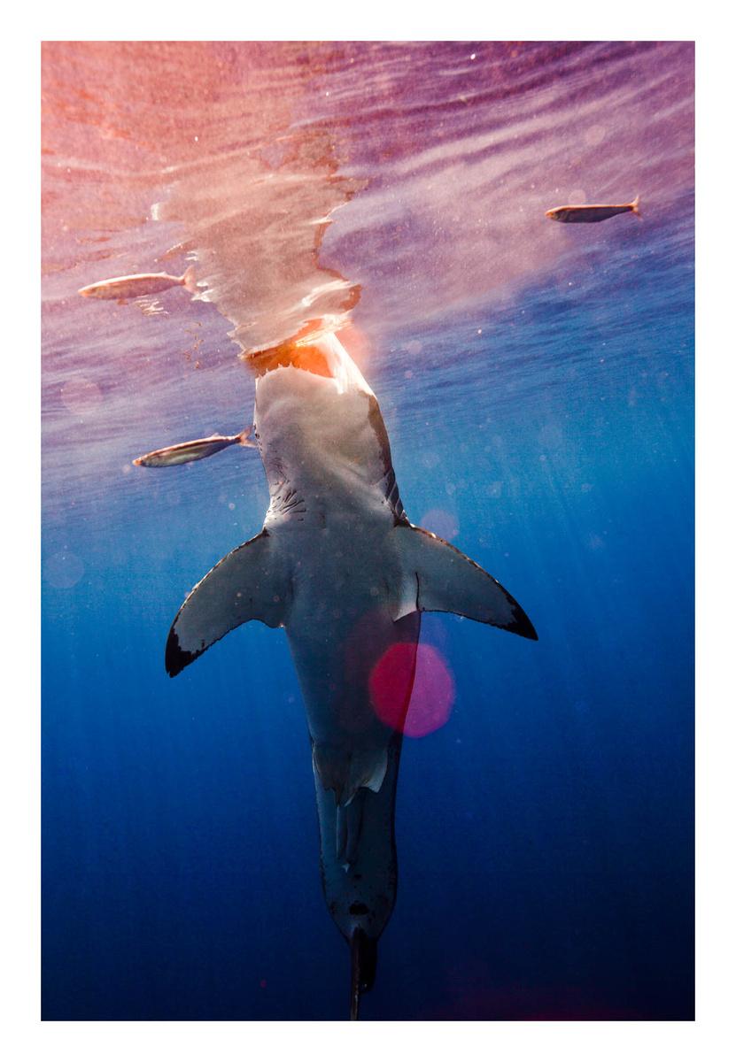 Omul care reuşeşte imposibilul. Este &quot;prieten&quot; de-o viaţă cu cei mai fioroşi locuitori ai oceanelor 173840