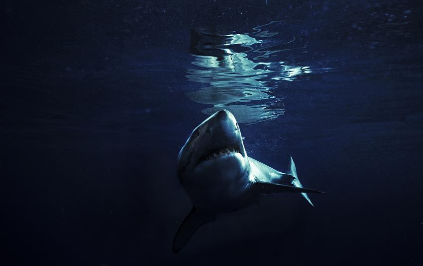 Omul care reuşeşte imposibilul. Este &quot;prieten&quot; de-o viaţă cu cei mai fioroşi locuitori ai oceanelor 173841