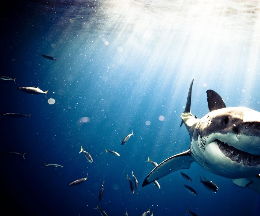 Omul care reuşeşte imposibilul. Este &quot;prieten&quot; de-o viaţă cu cei mai fioroşi locuitori ai oceanelor 173843